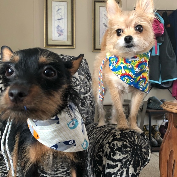 Pet bandanna - Picture 9 of 9